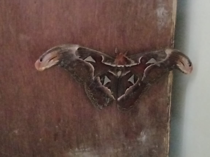 Tree butterfly