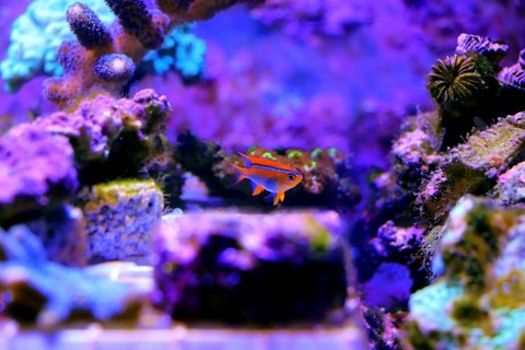 тапети Fin, aquarium