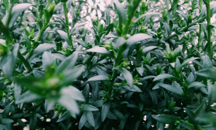 Green plants