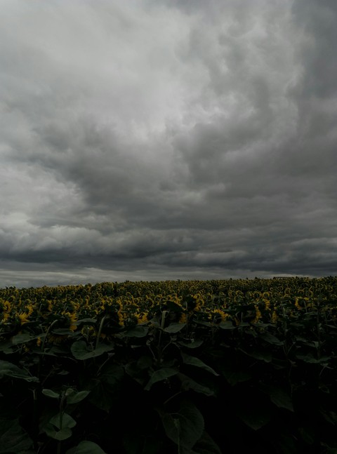 phenomenon, horizon háttérképek