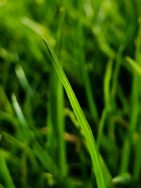 Grass
