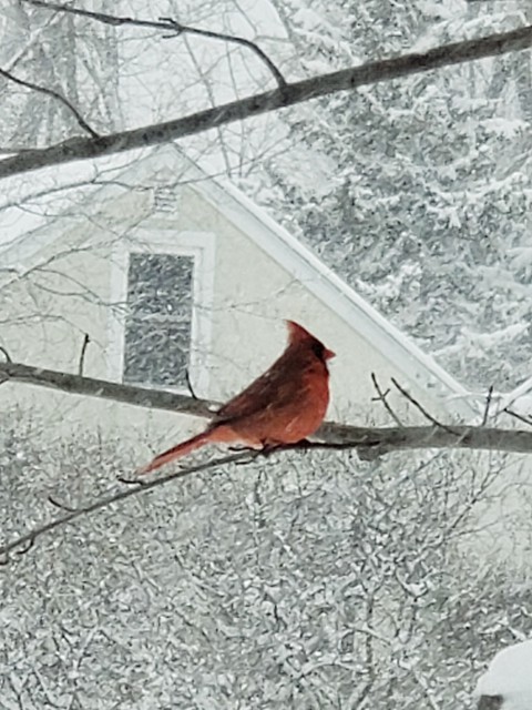 Cardinal braving the Minnesota snowstorm