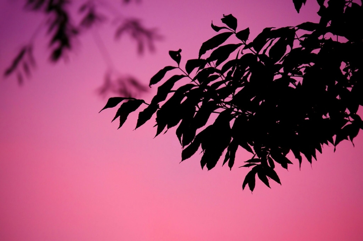 Pink sky