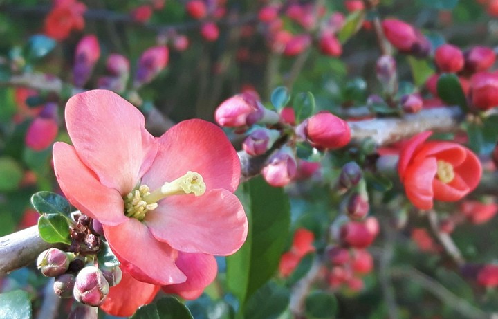 flowers