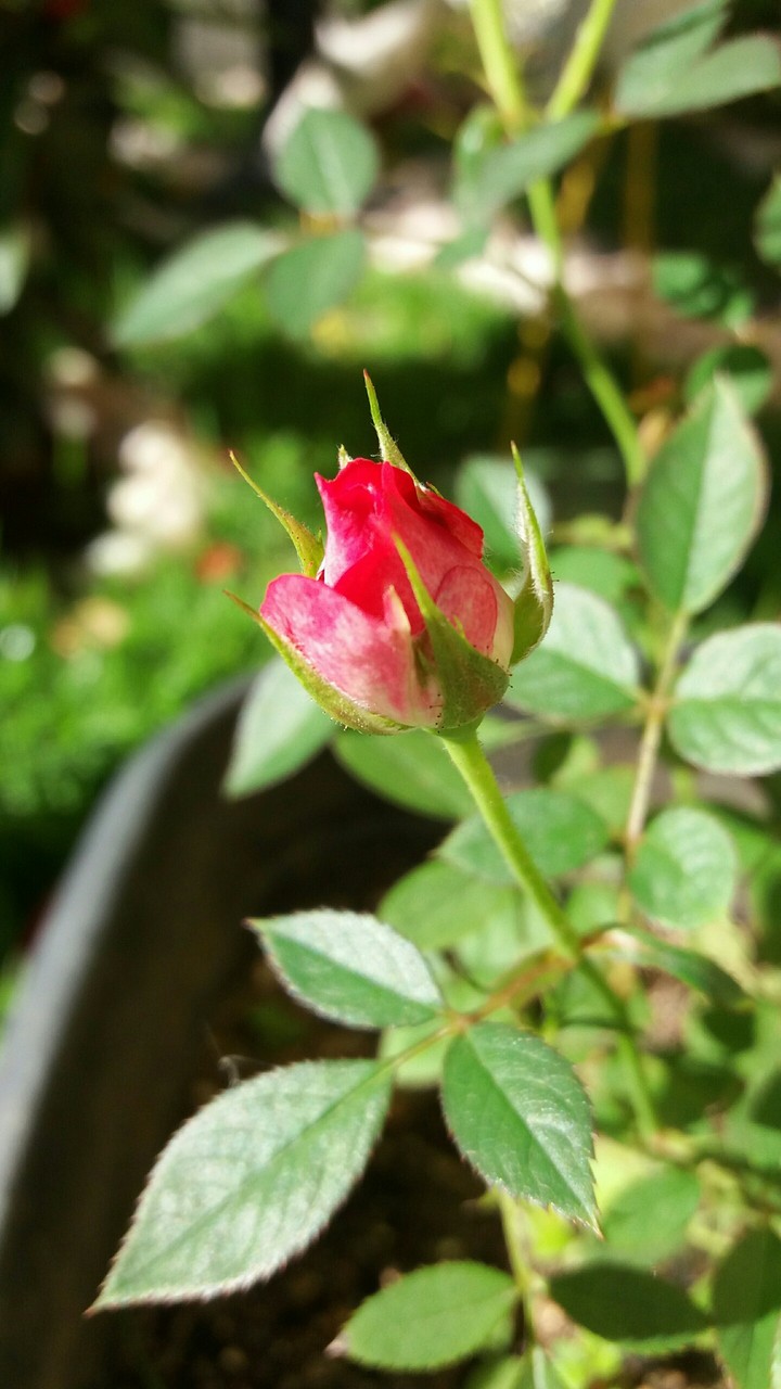 mini rosa