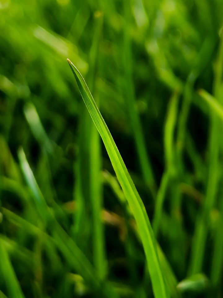 Grass