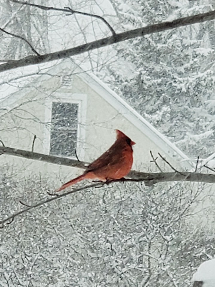 Cardinal braving the Minnesota snowstorm