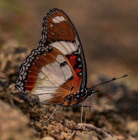 lycaena, butterfly壁紙