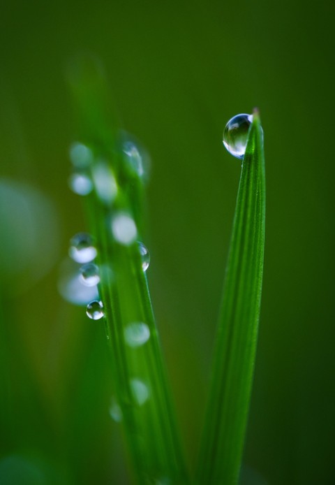 Dew Drop