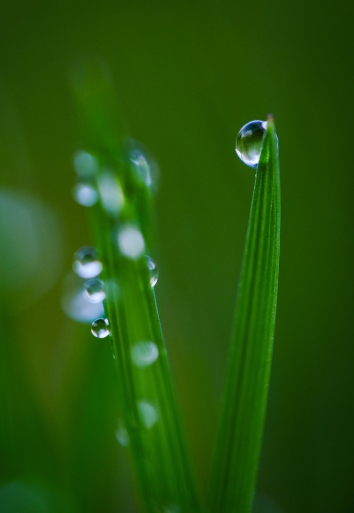 Dew Drop
