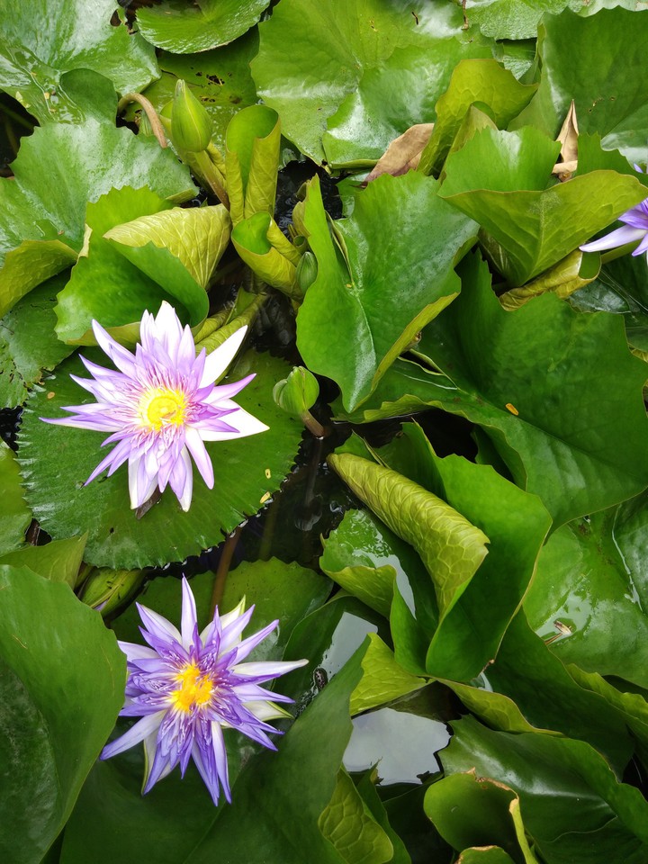 Thai Lotus Flower