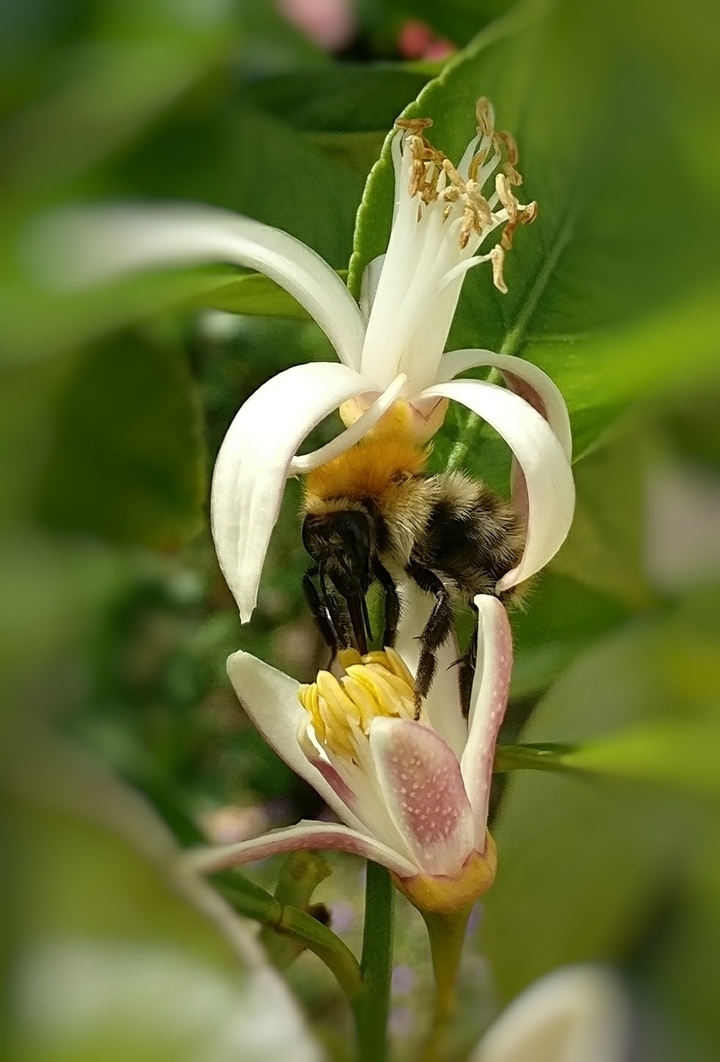 fleur de citronnier pollinisé par une abeille