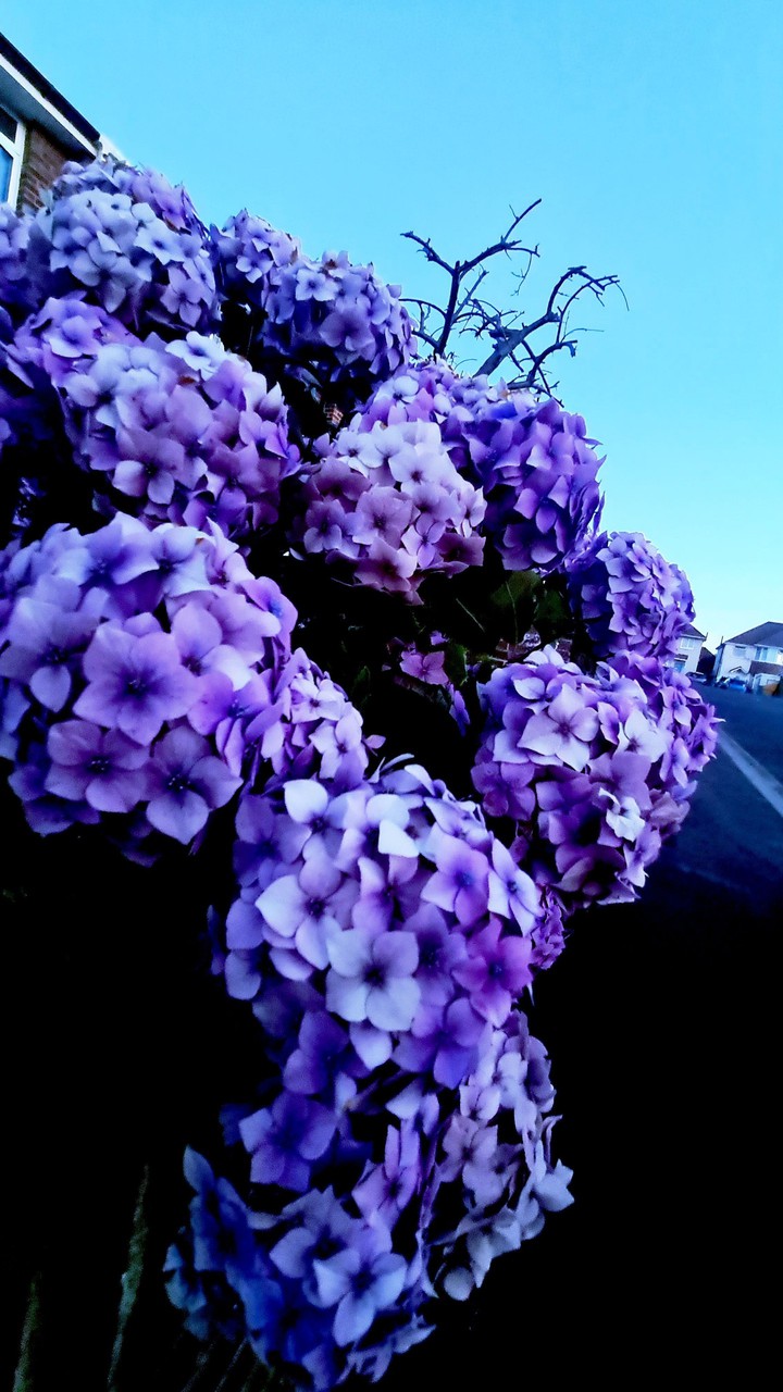 flower