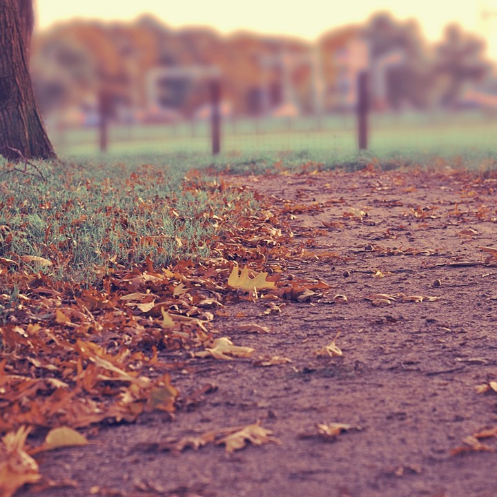 Falling leaves