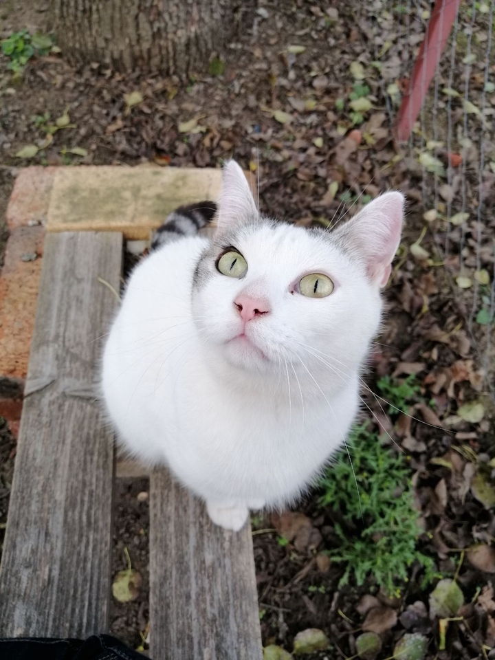 cat