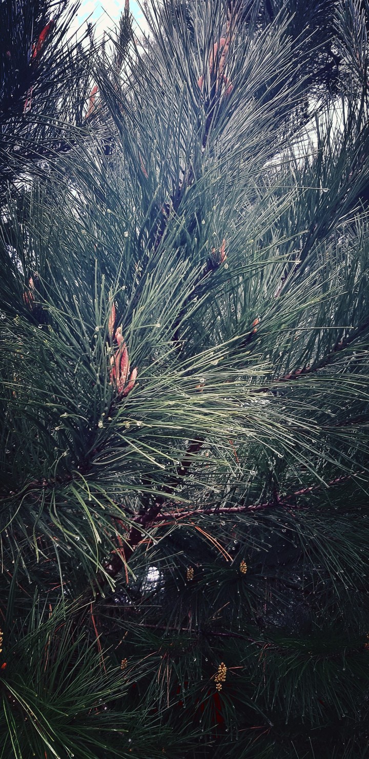 pine tree
