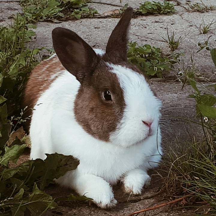 Cuniculus