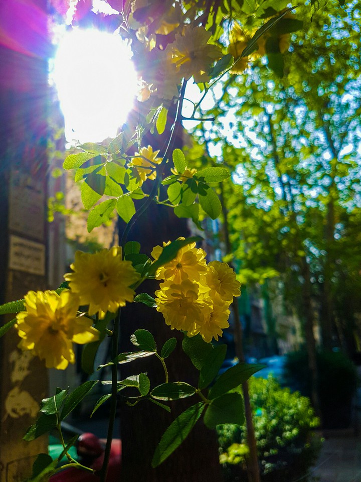 I enjoy seeing the flowers