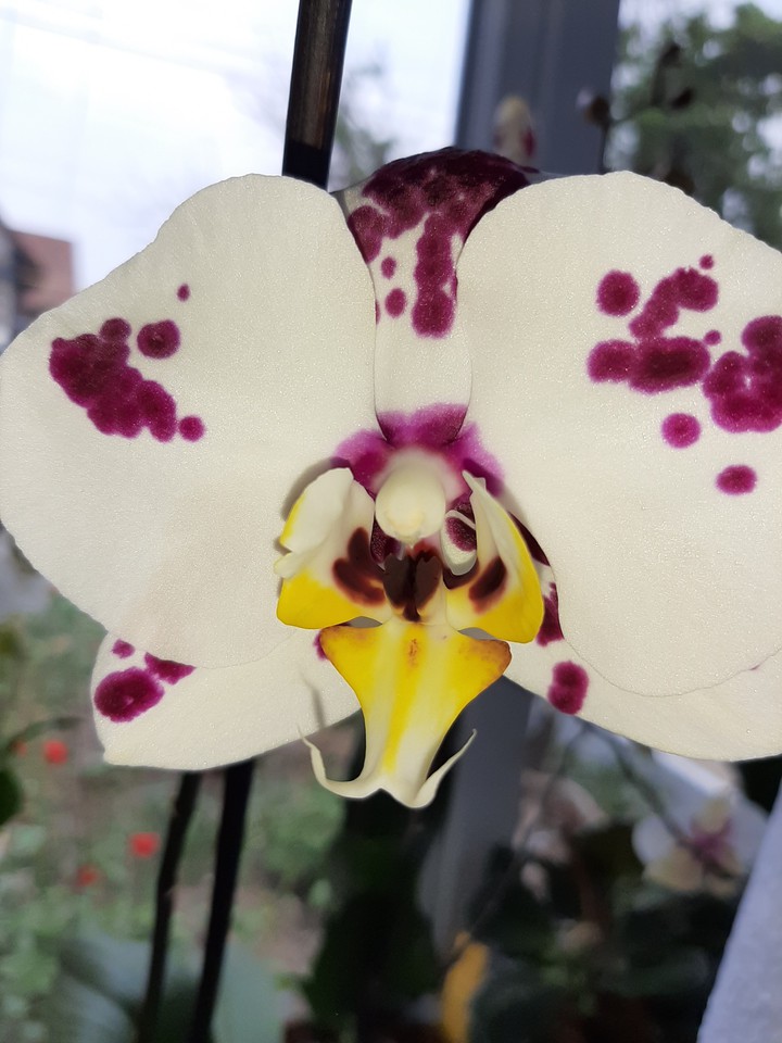 Orchid❤