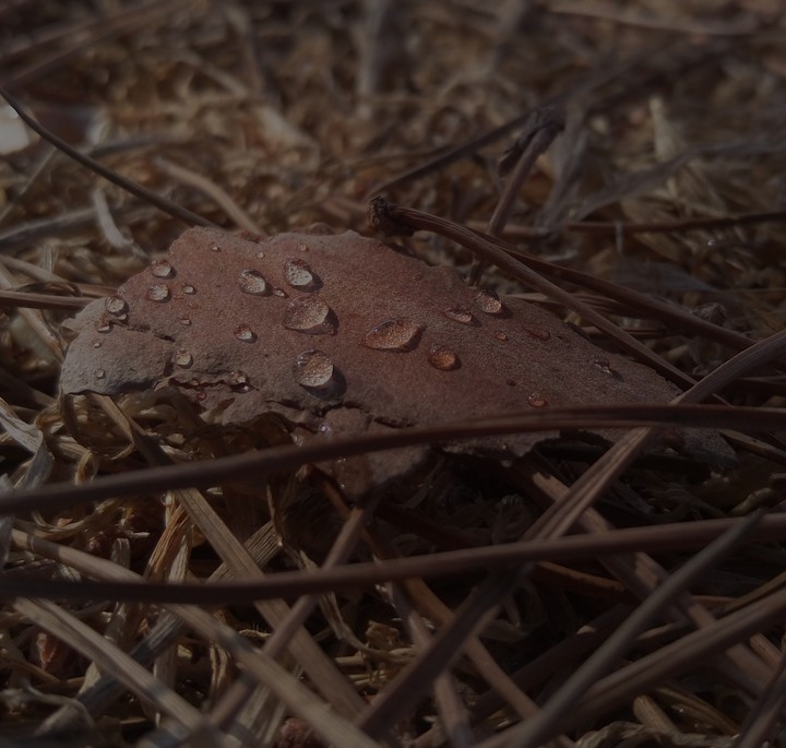 Drops