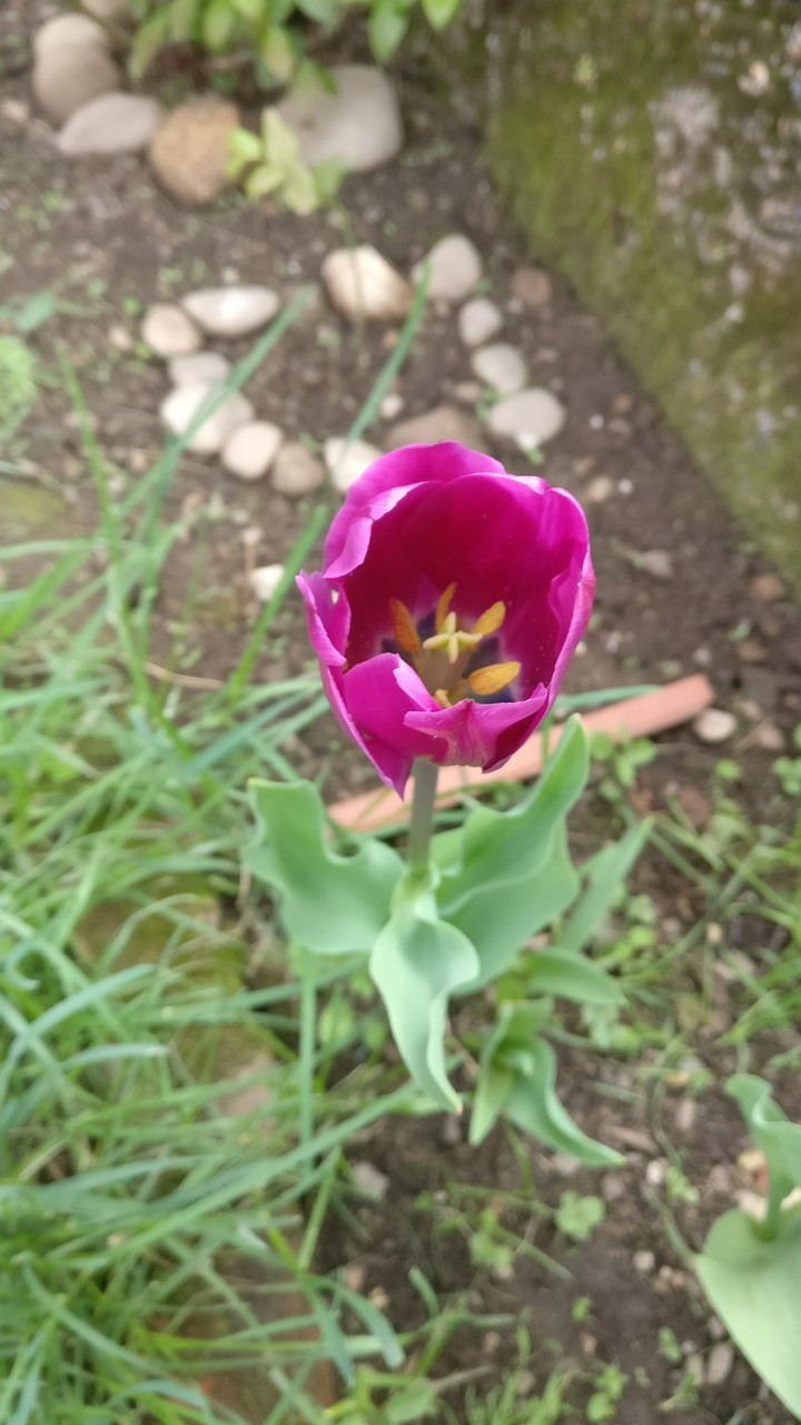 tulipano