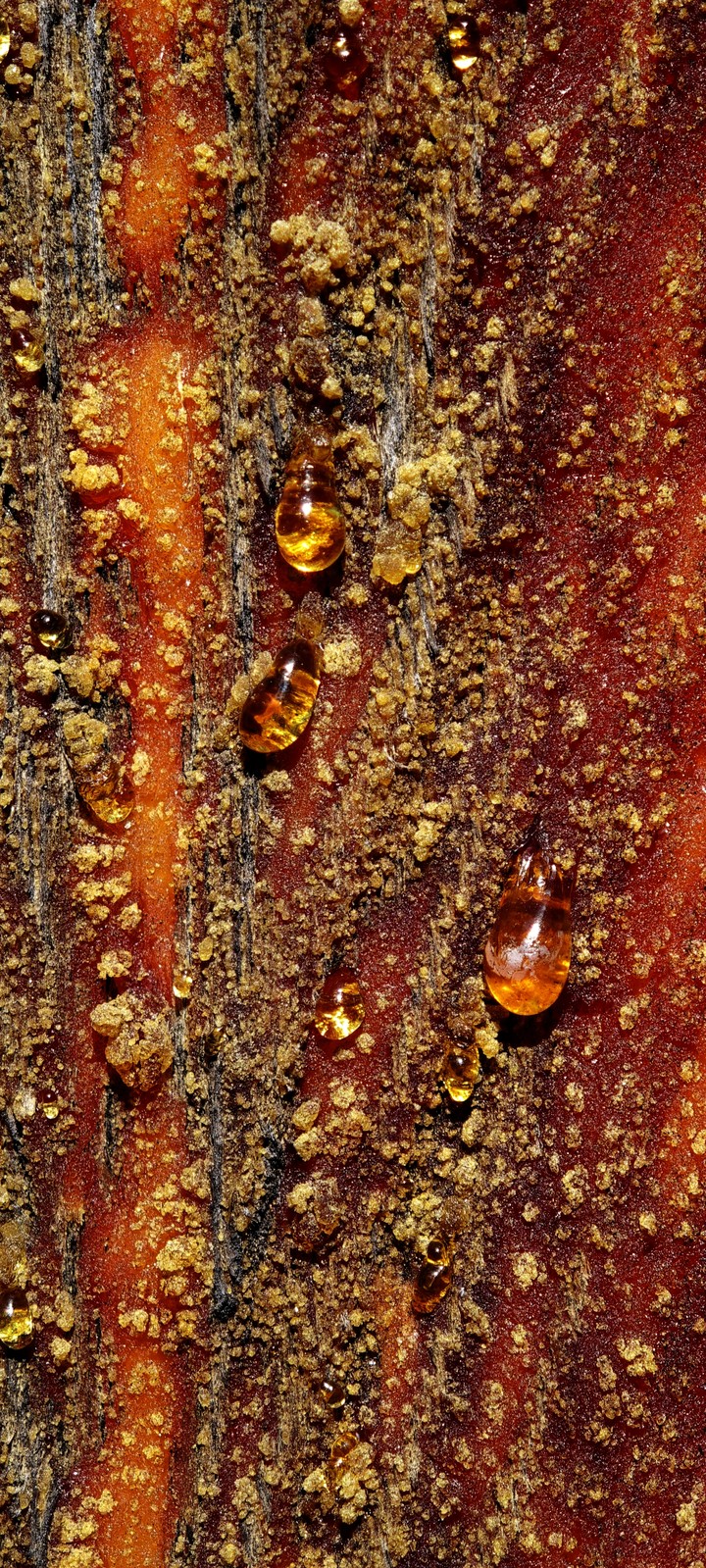 tree resin