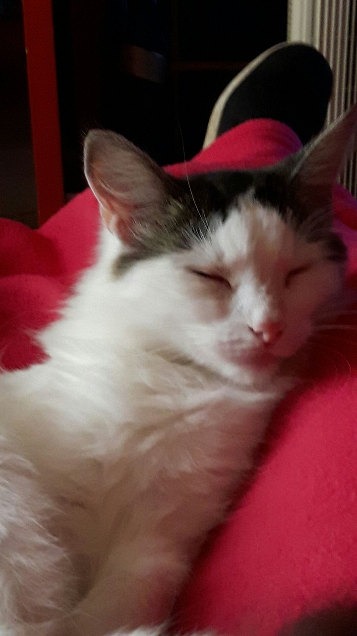minkymoo