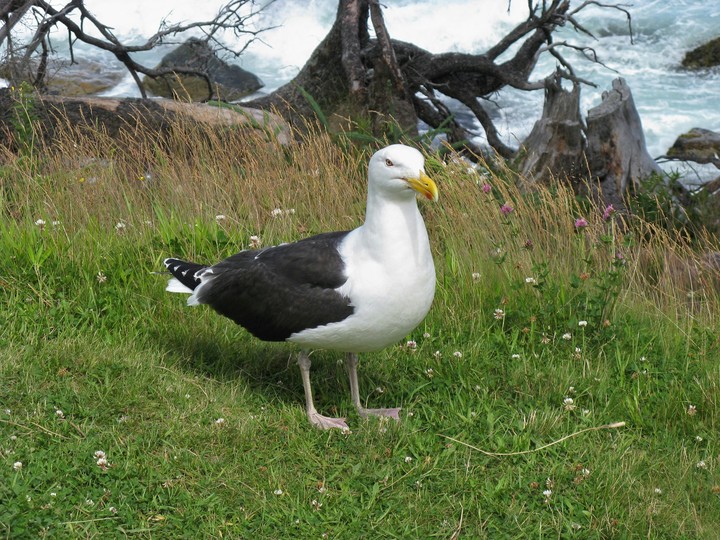 Seagull, Acadia National Park, Maine
