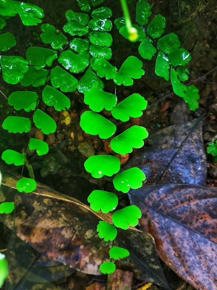 green