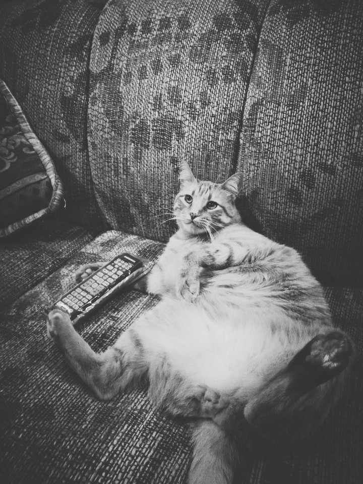 Fat cat