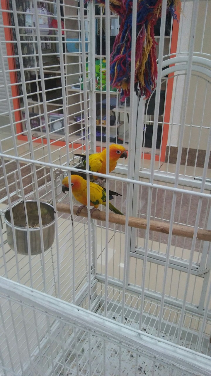 parrot