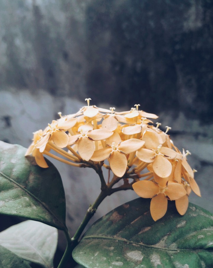 yellow exora
