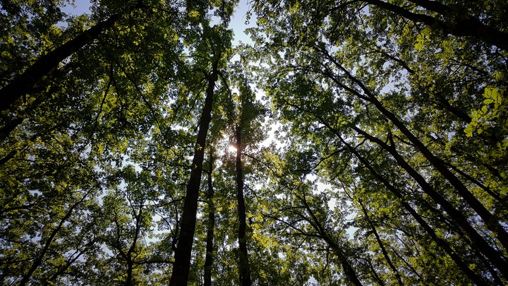 Sun through the leaves