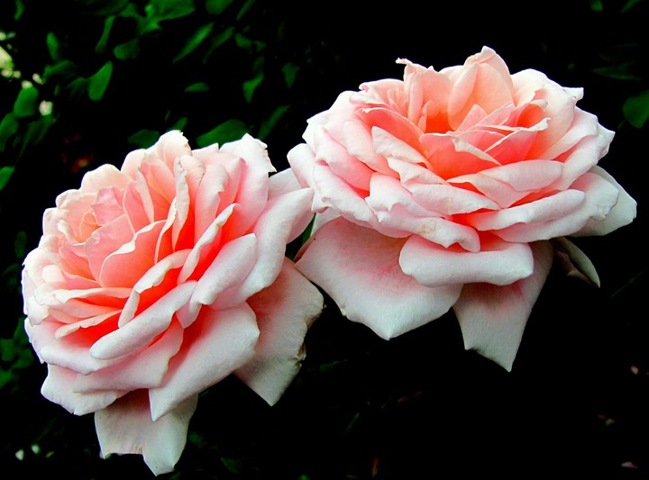 rose