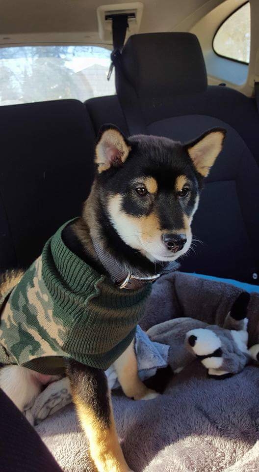 Cute puppy