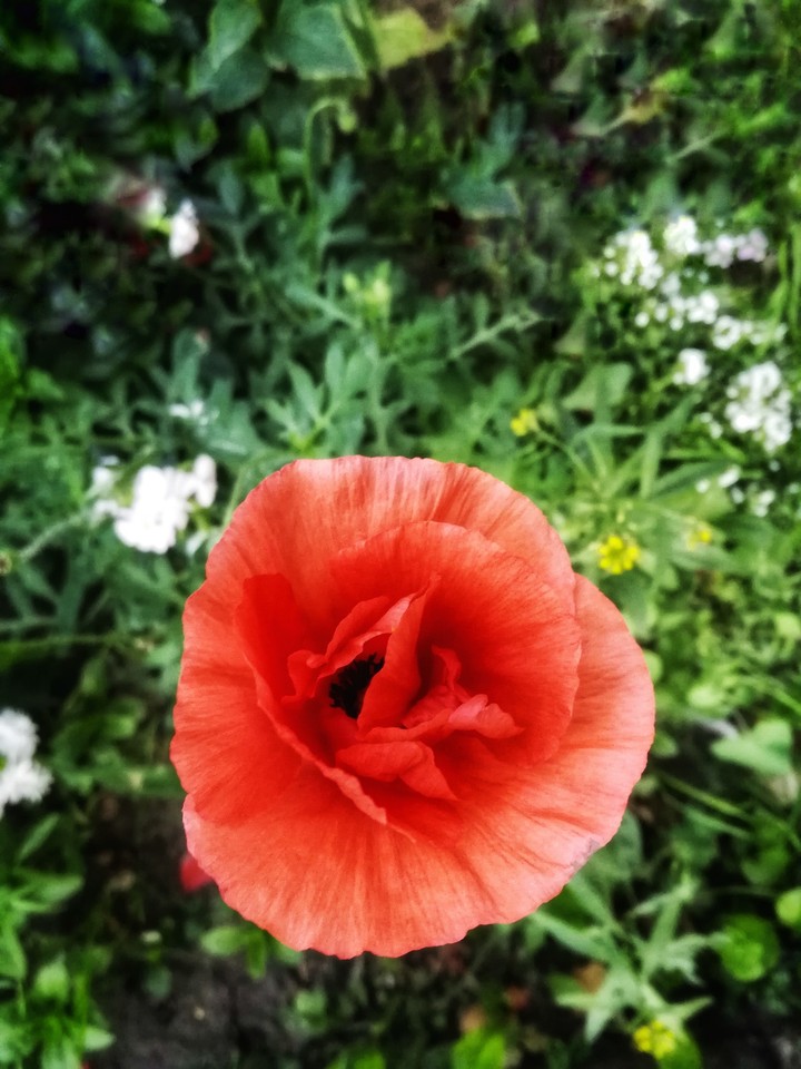 poppy