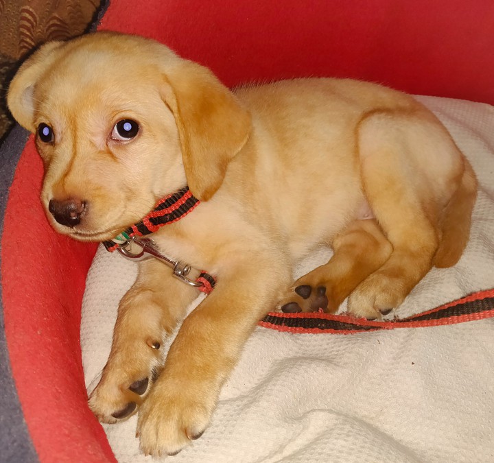 Our Daisy