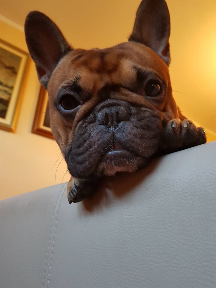 Frenchie Podgorica