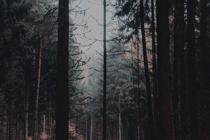 Wald