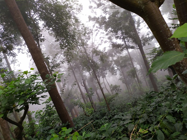 FoG