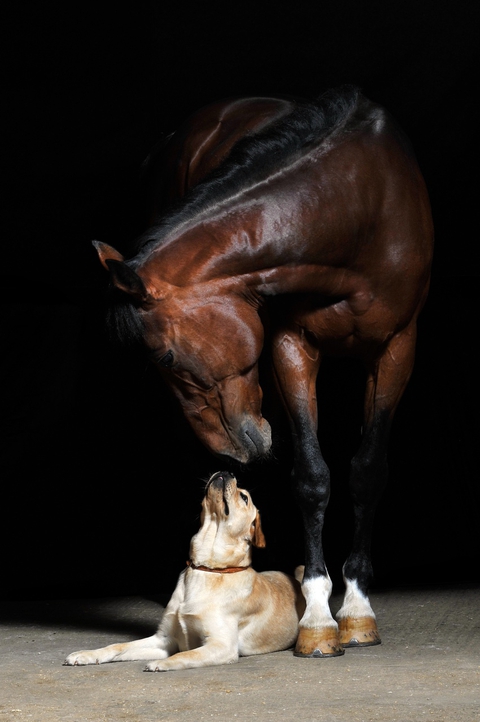 foal, Sorrel wallpapers
