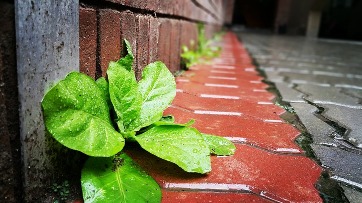 leaves 