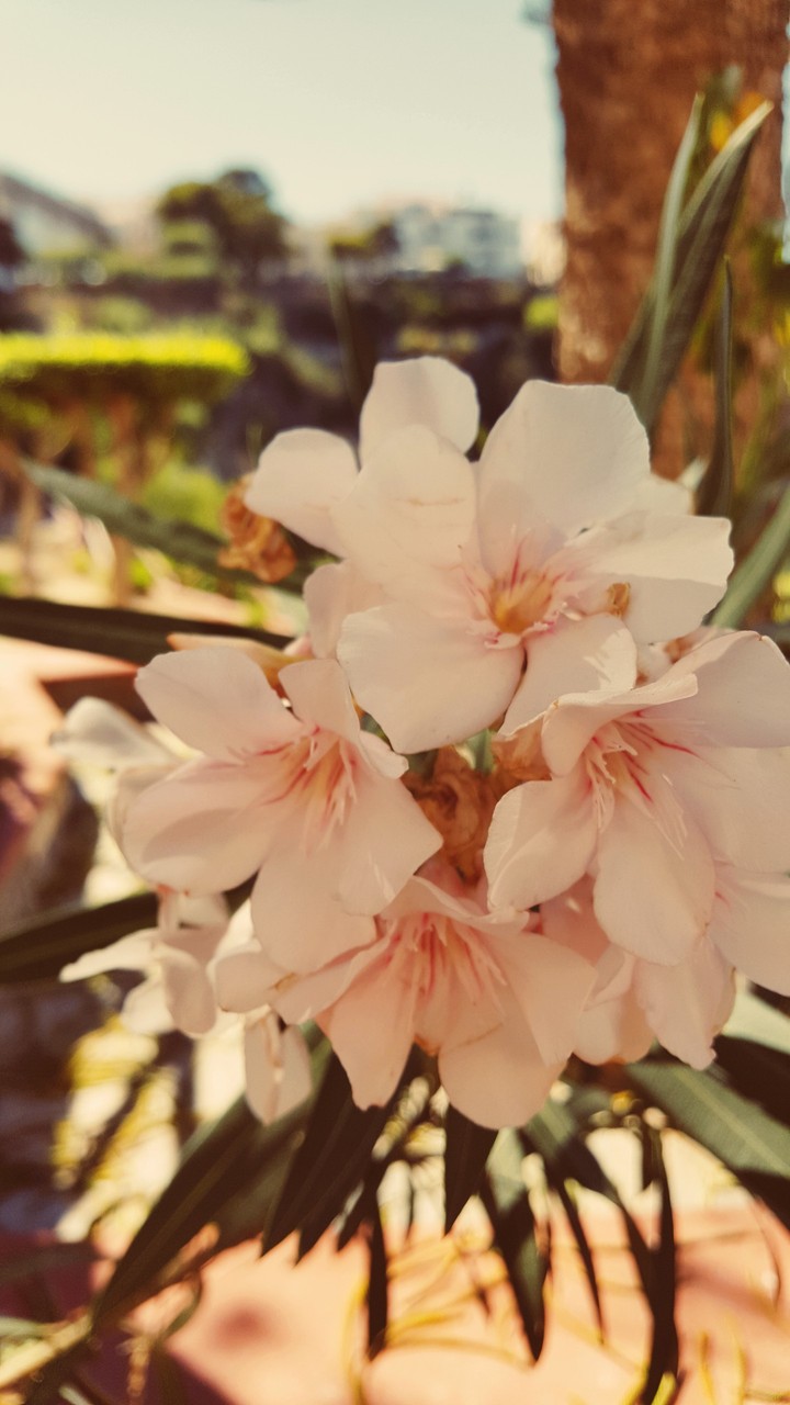 Flowers