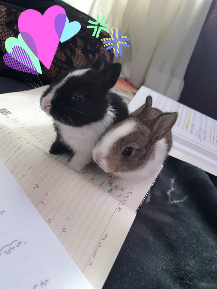my rabbits?