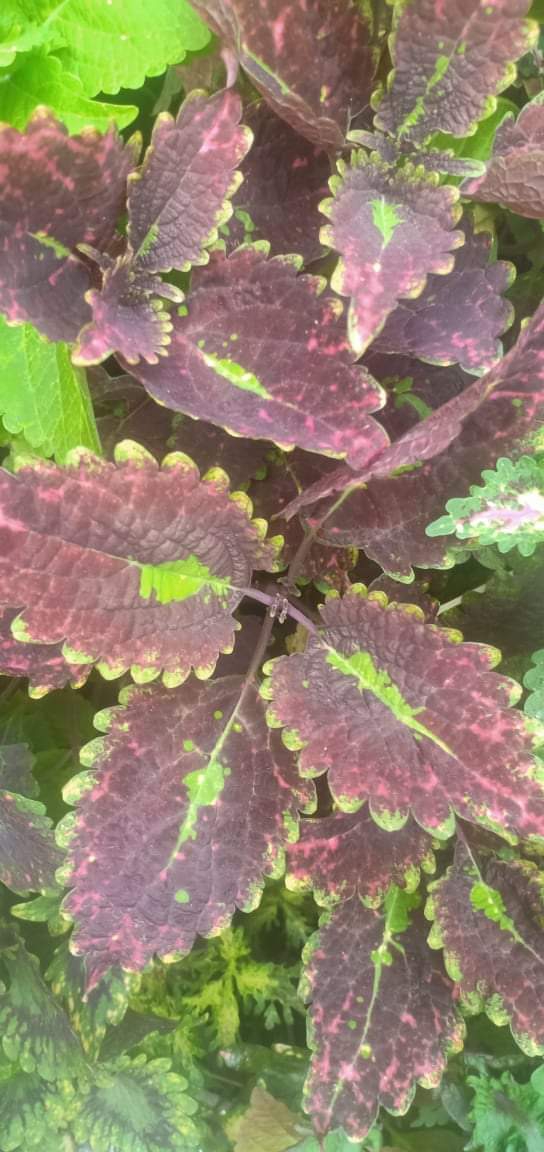 coleus