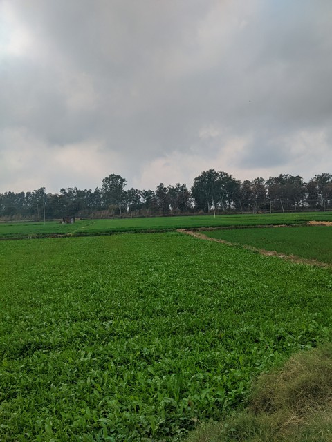 тапети grassland, agriculture