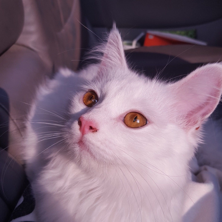 흰 고양이
