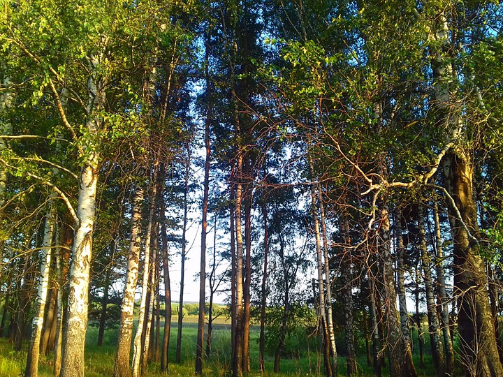 Forest