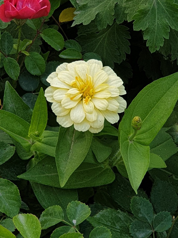 midest of green