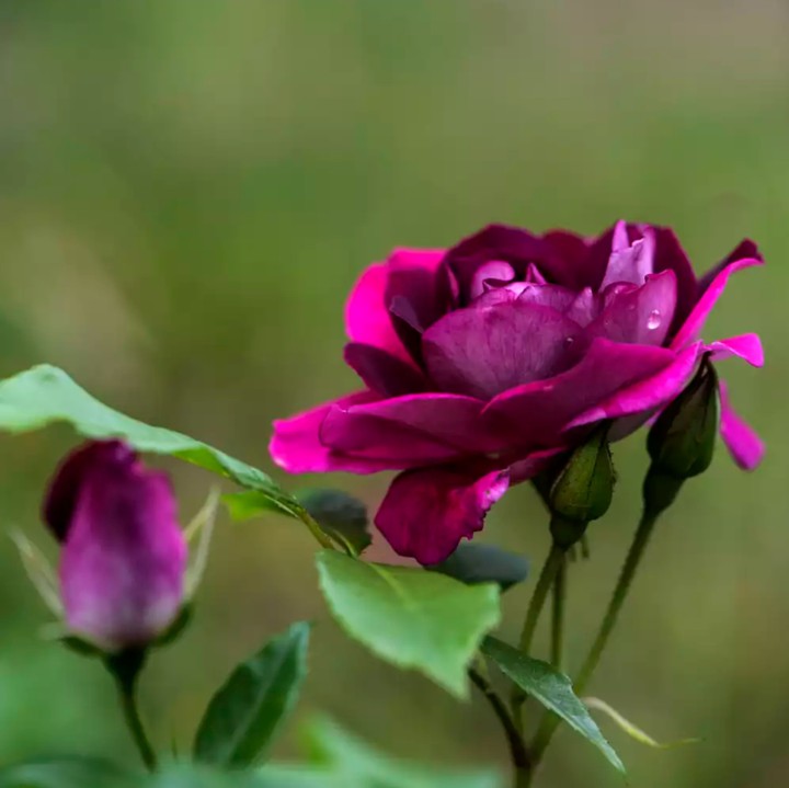 Magenta